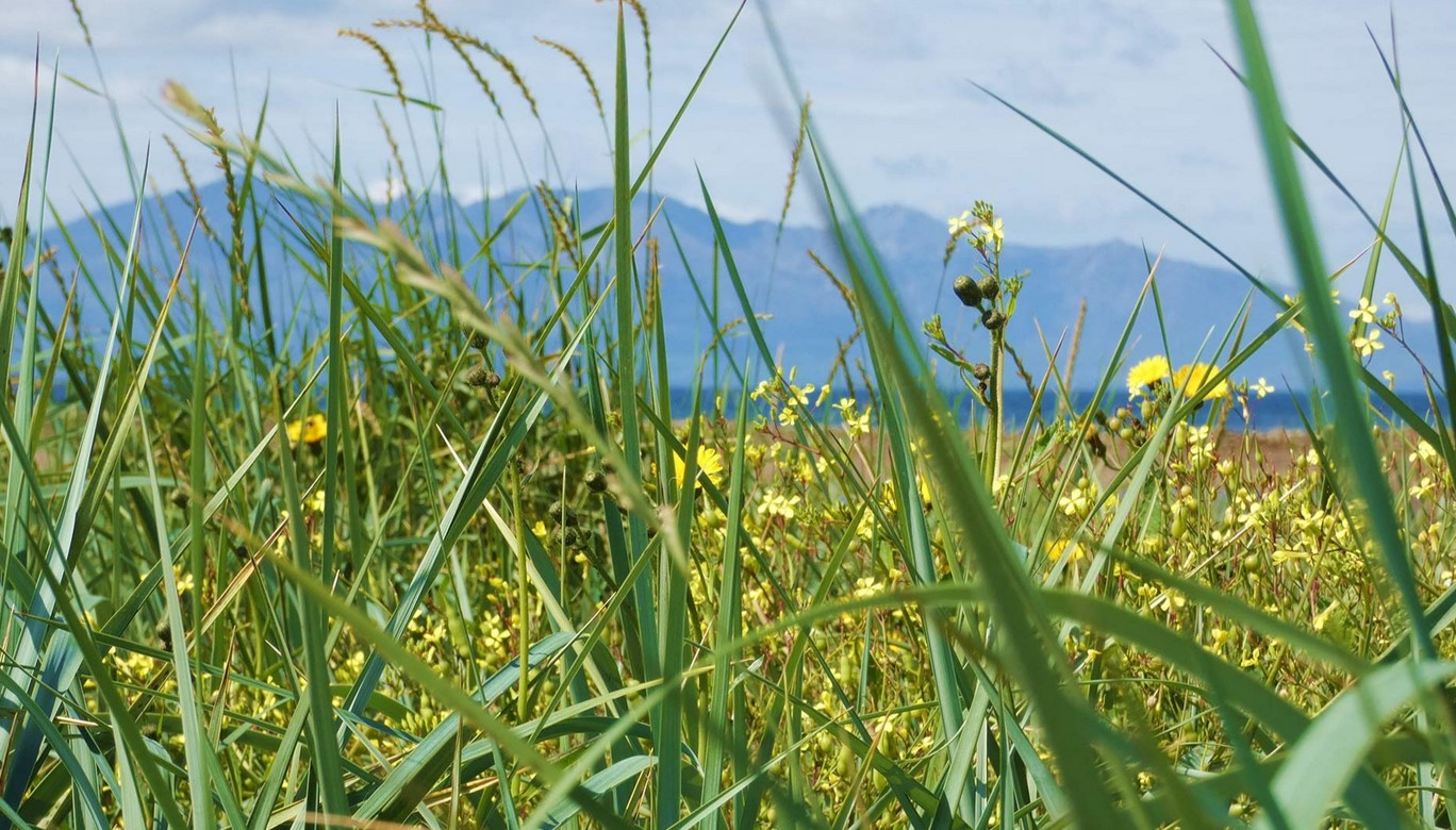 

<!-- THEME DEBUG -->
<!-- THEME HOOK: 'field' -->
<!-- FILE NAME SUGGESTIONS:
   ▪️ field--node--title--news-and-events.html.twig
   ✅ field--node--title.html.twig
   ▪️ field--node--news-and-events.html.twig
   ▪️ field--title.html.twig
   ▪️ field--string.html.twig
   ▪️ field.html.twig
-->
<!-- 💡 BEGIN CUSTOM TEMPLATE OUTPUT from 'themes/custom/whokap/templates/field/field--node--title.html.twig' -->
No place for cheap alcohol: Scotland’s minimum unit pricing policy is protecting lives
<!-- END CUSTOM TEMPLATE OUTPUT from 'themes/custom/whokap/templates/field/field--node--title.html.twig' -->

